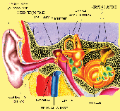 Schema Orecchio